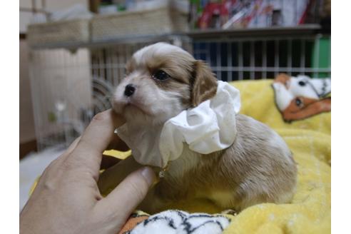 成約済の埼玉県のキャバリアキングチャールズスパニエル-54241の2枚目
